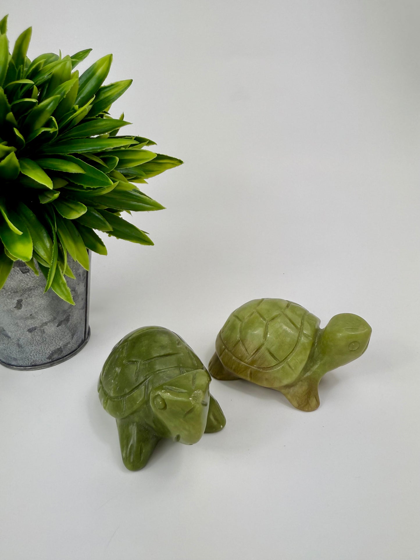 Serpentine Turtles