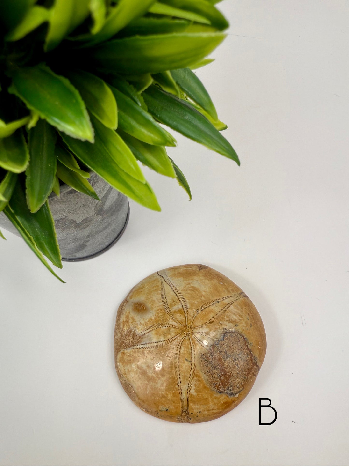 Sand Dollar Fossil - B