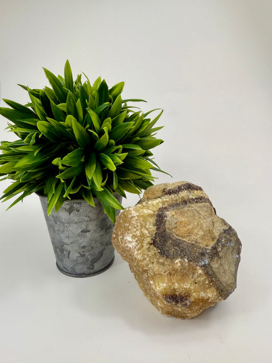 Septarian Raw Specimen