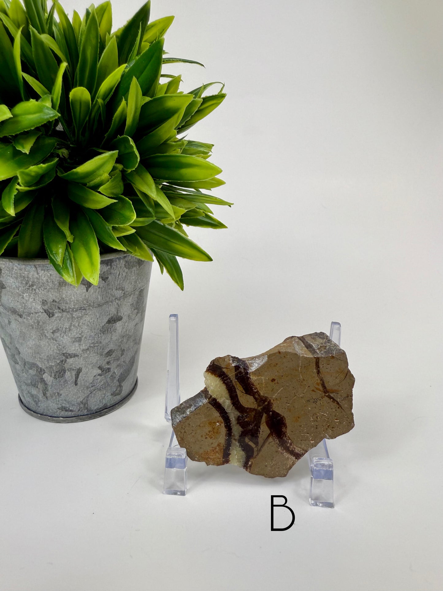 Septarian Raw/Polished Slab - B