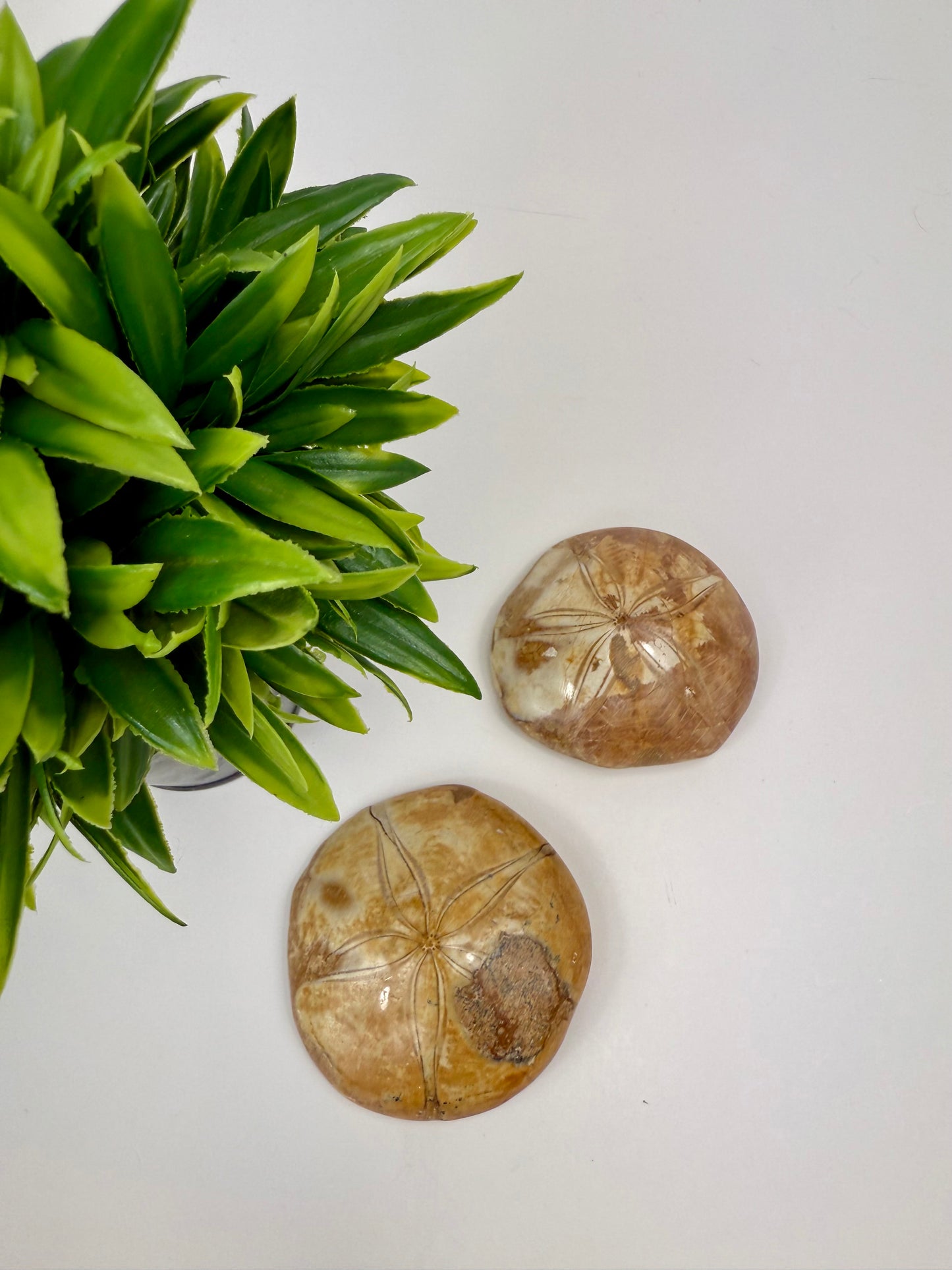 Sand Dollar Fossils