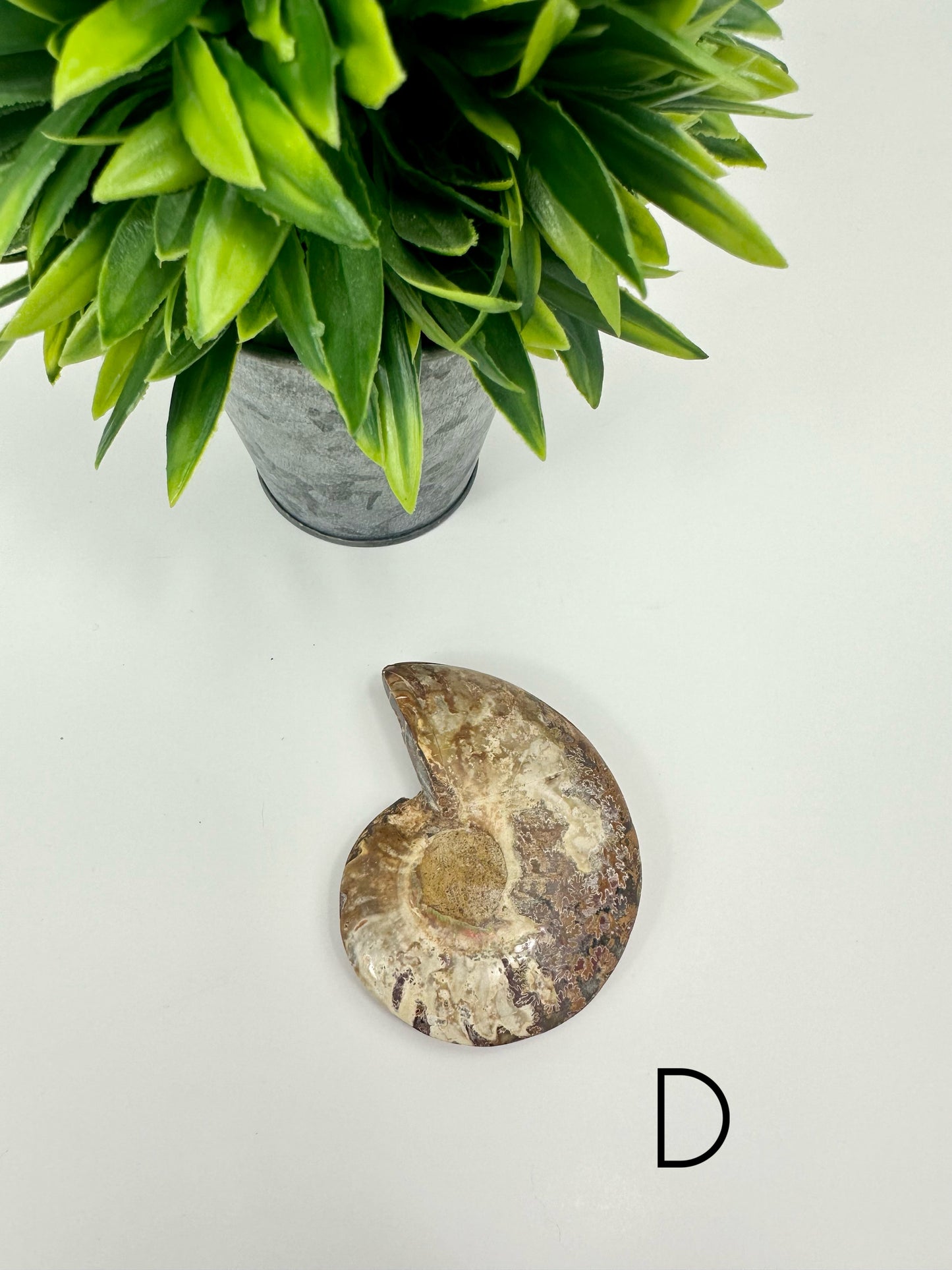 Ammonite Split Fossils Pair D