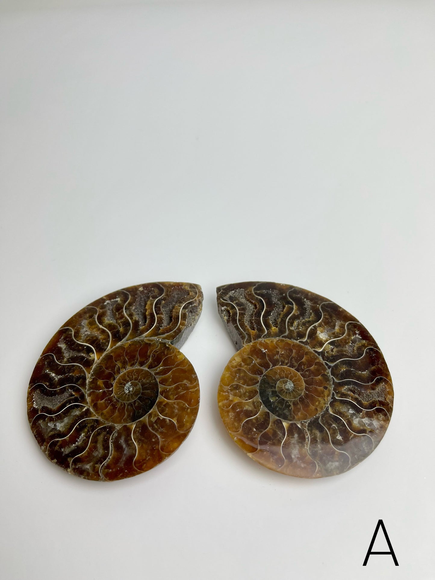 Ammonite Split Fossils Pair A