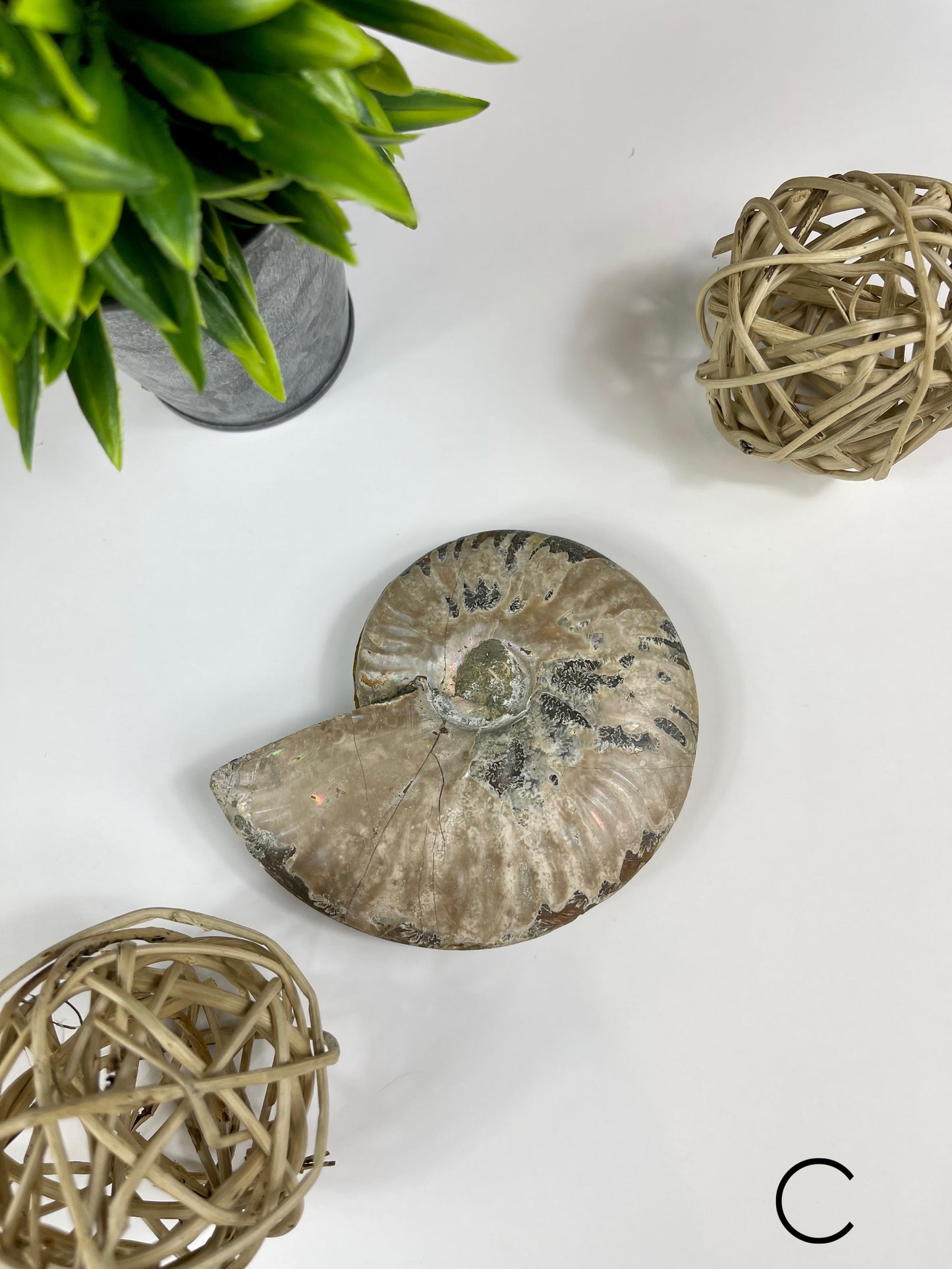 Ammonite Split Fossils Pair C