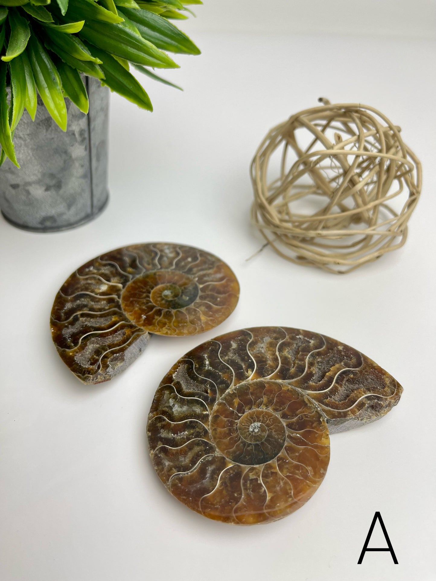 Ammonite Split Fossils Pair A