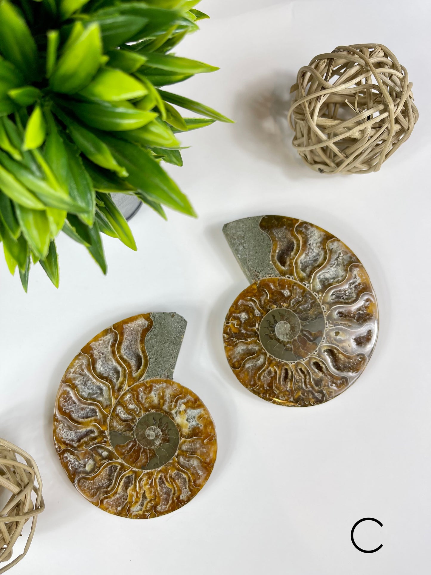 Ammonite Split Fossils Pair C
