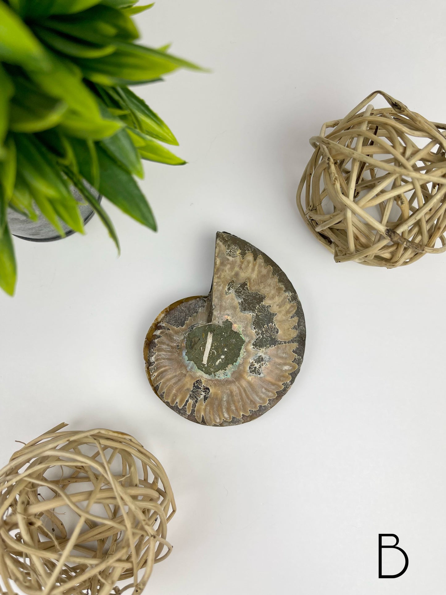 Ammonite Split Fossils Pair B