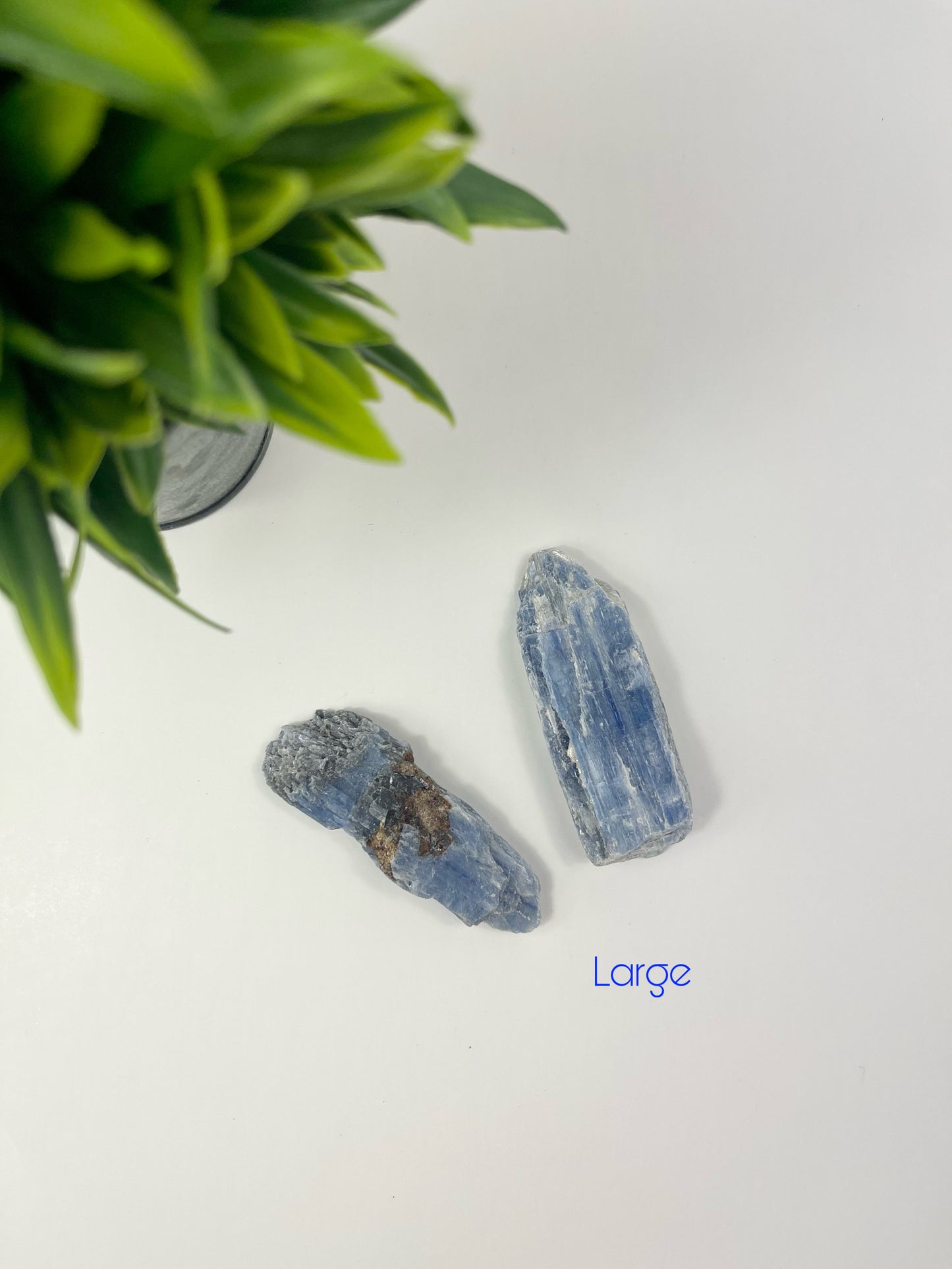 Large Blue Kyanite Blades
