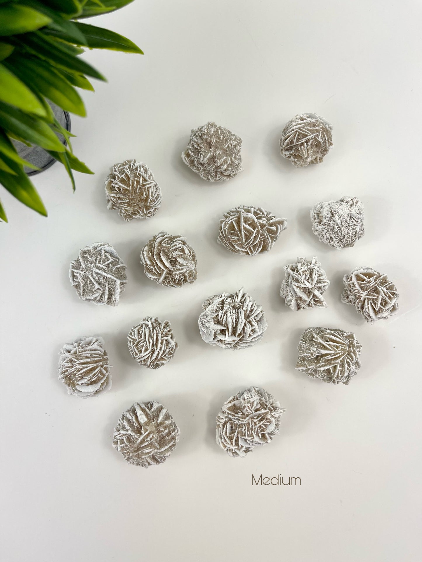 Medium Desert Rose Raw Pieces