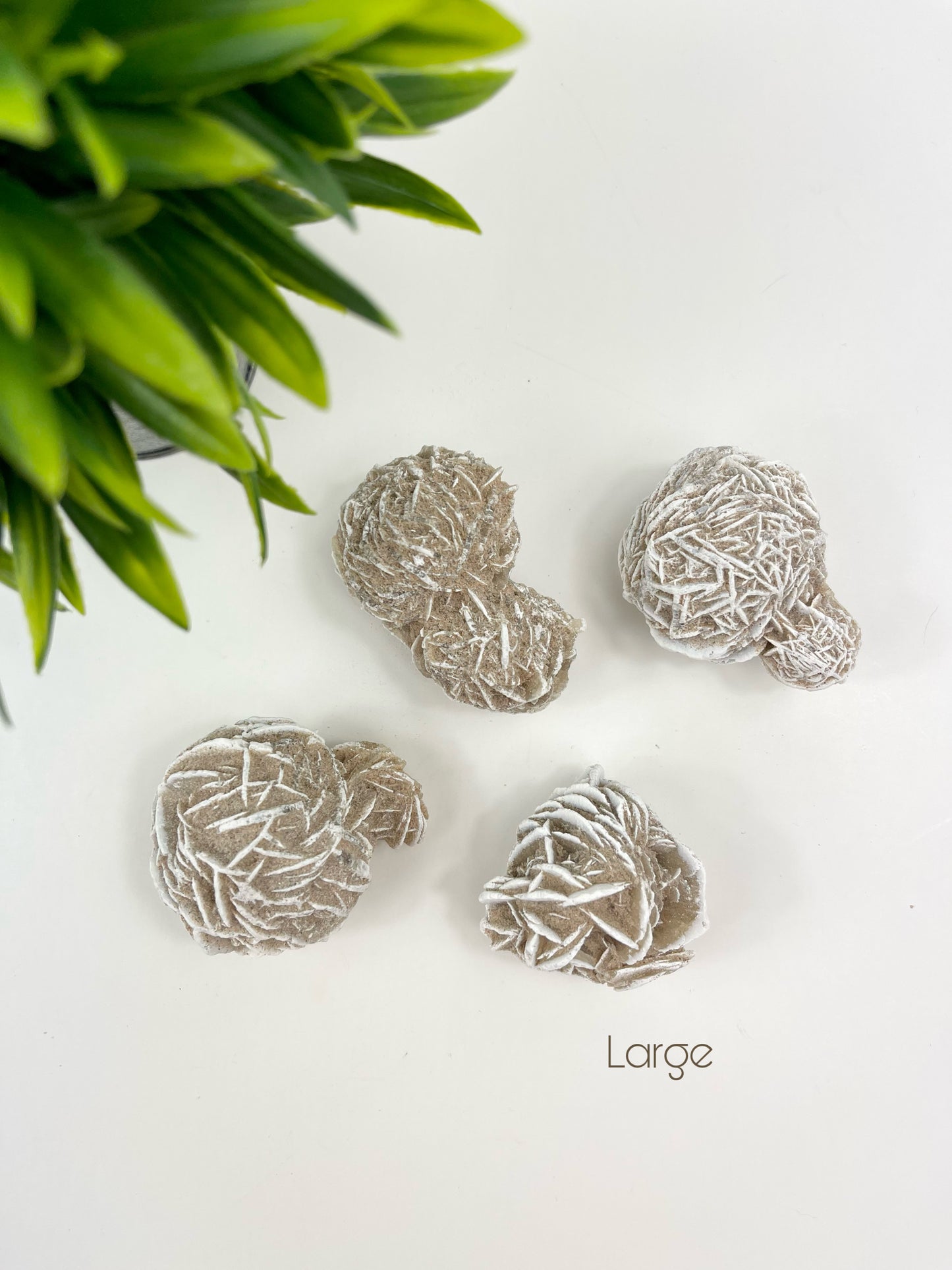 Large Desert Rose Raw Pieces