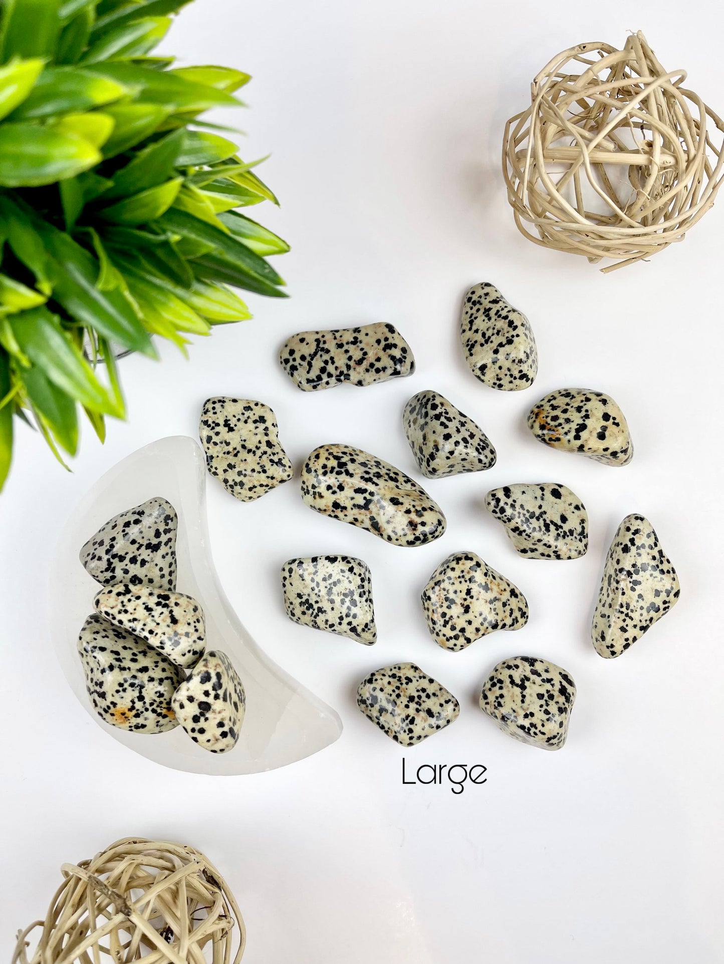 Large Dalmatian Jasper Tumbles