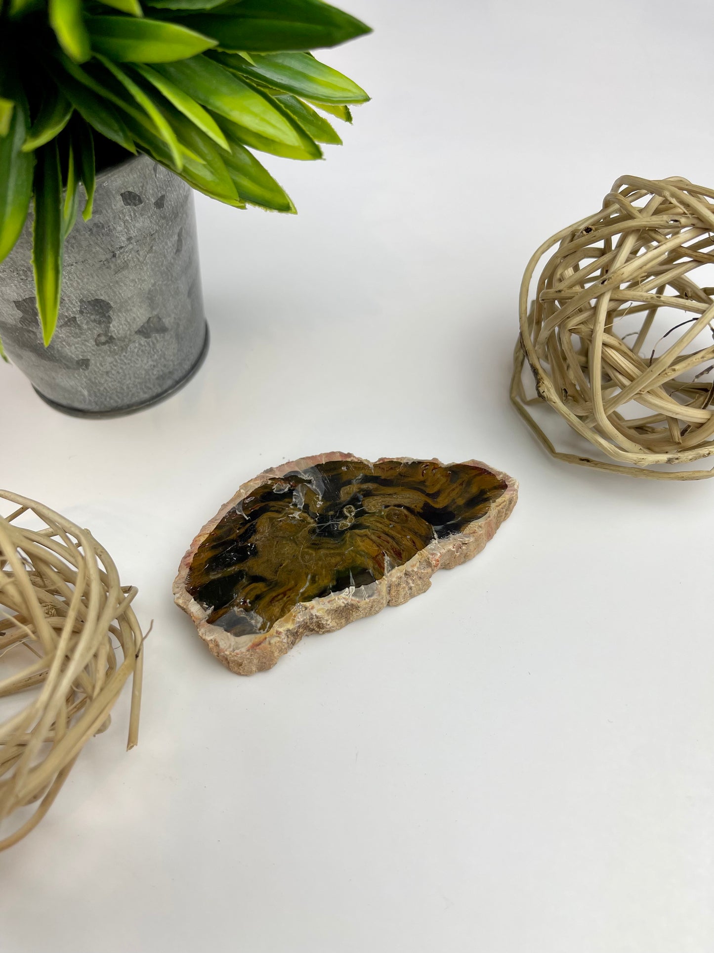 Petrified Wood Half Raw/Half Polished Slabs - Canadian Crystal Queens