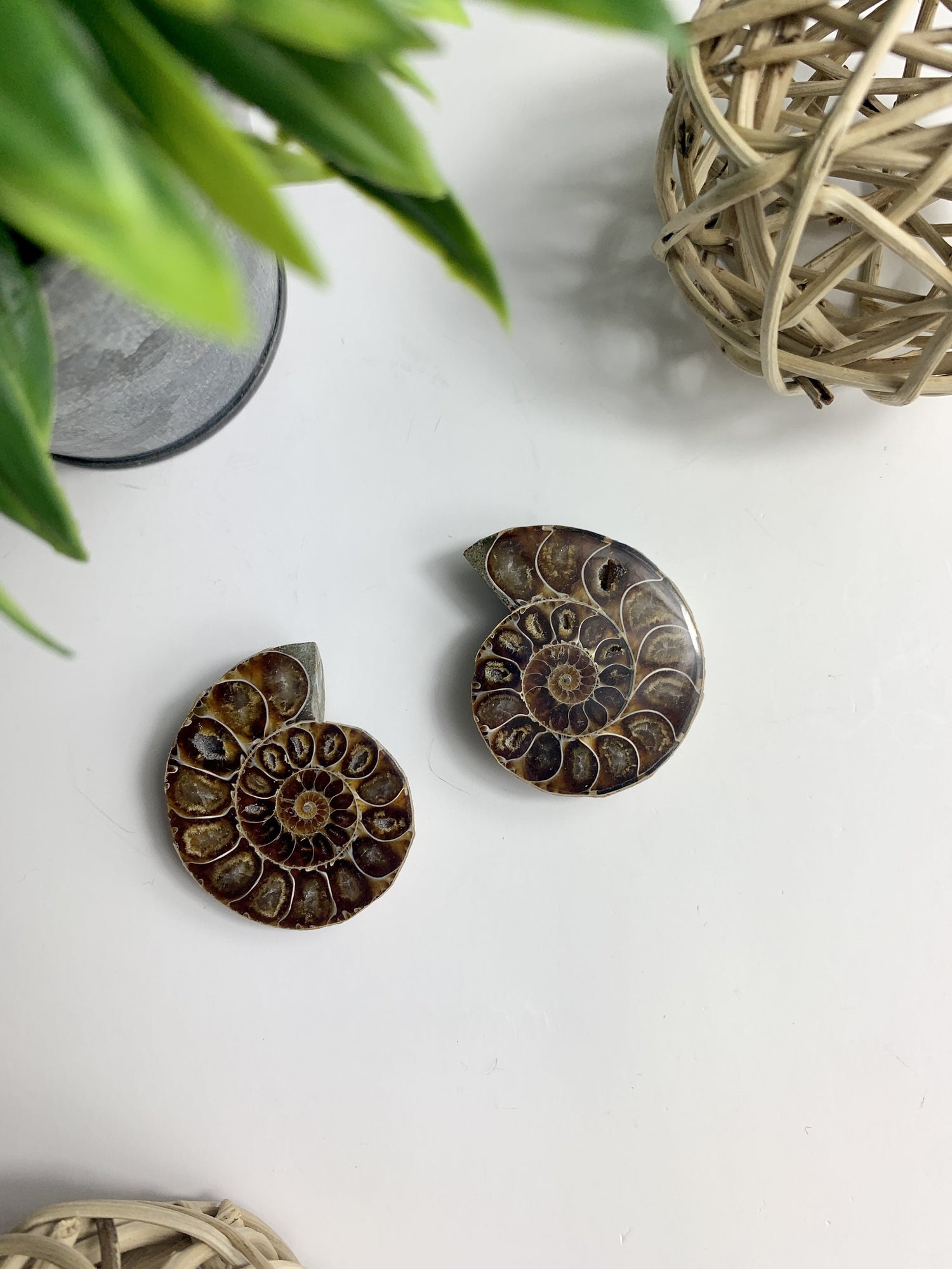 Fossils