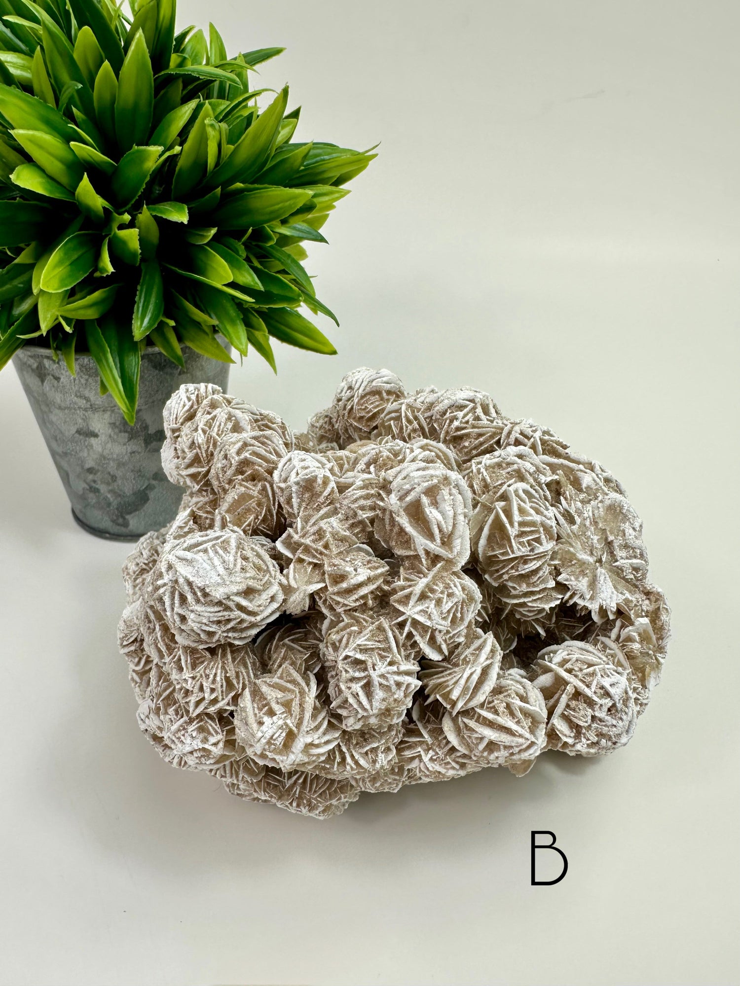 Desert Rose