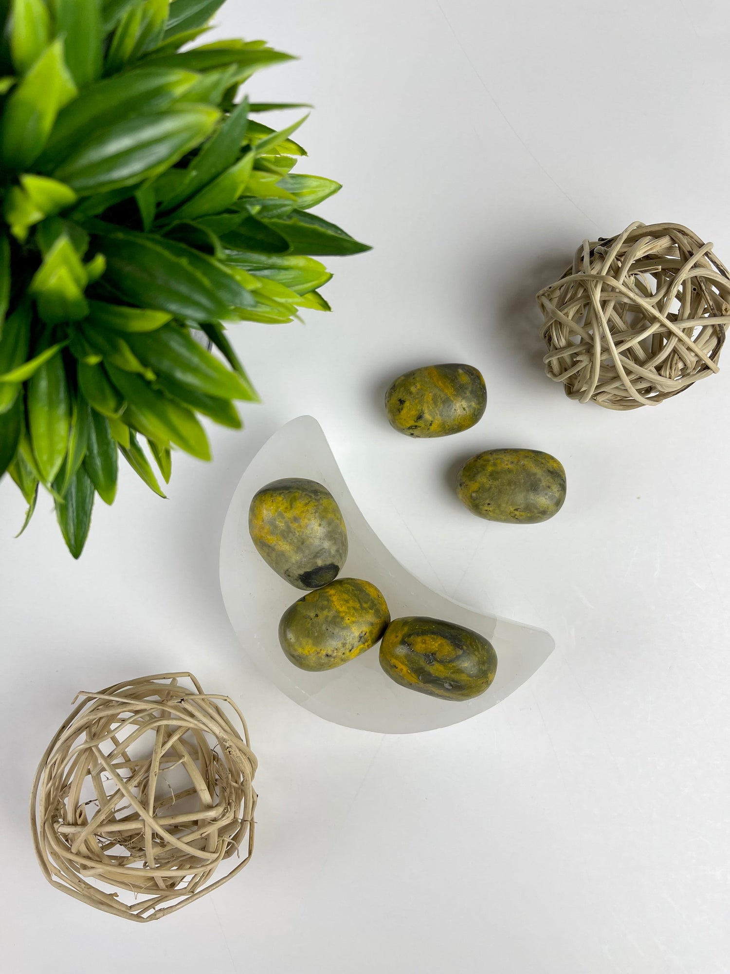 Bumble Bee Jasper