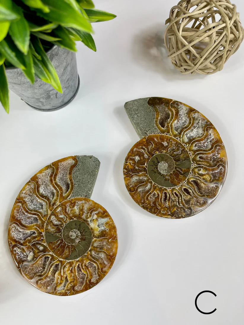 Ammonite Fossils