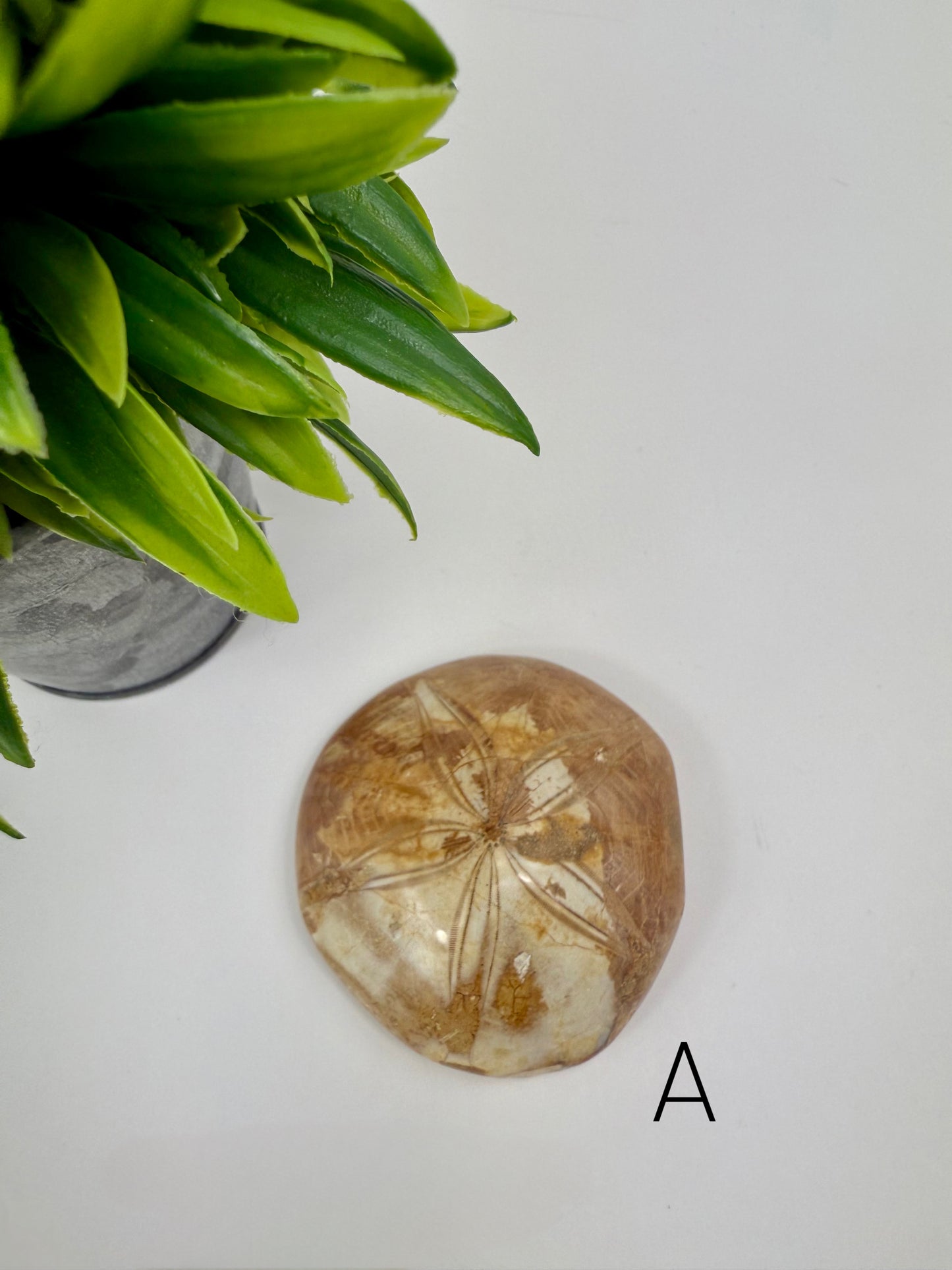 Sand Dollar Fossil - A