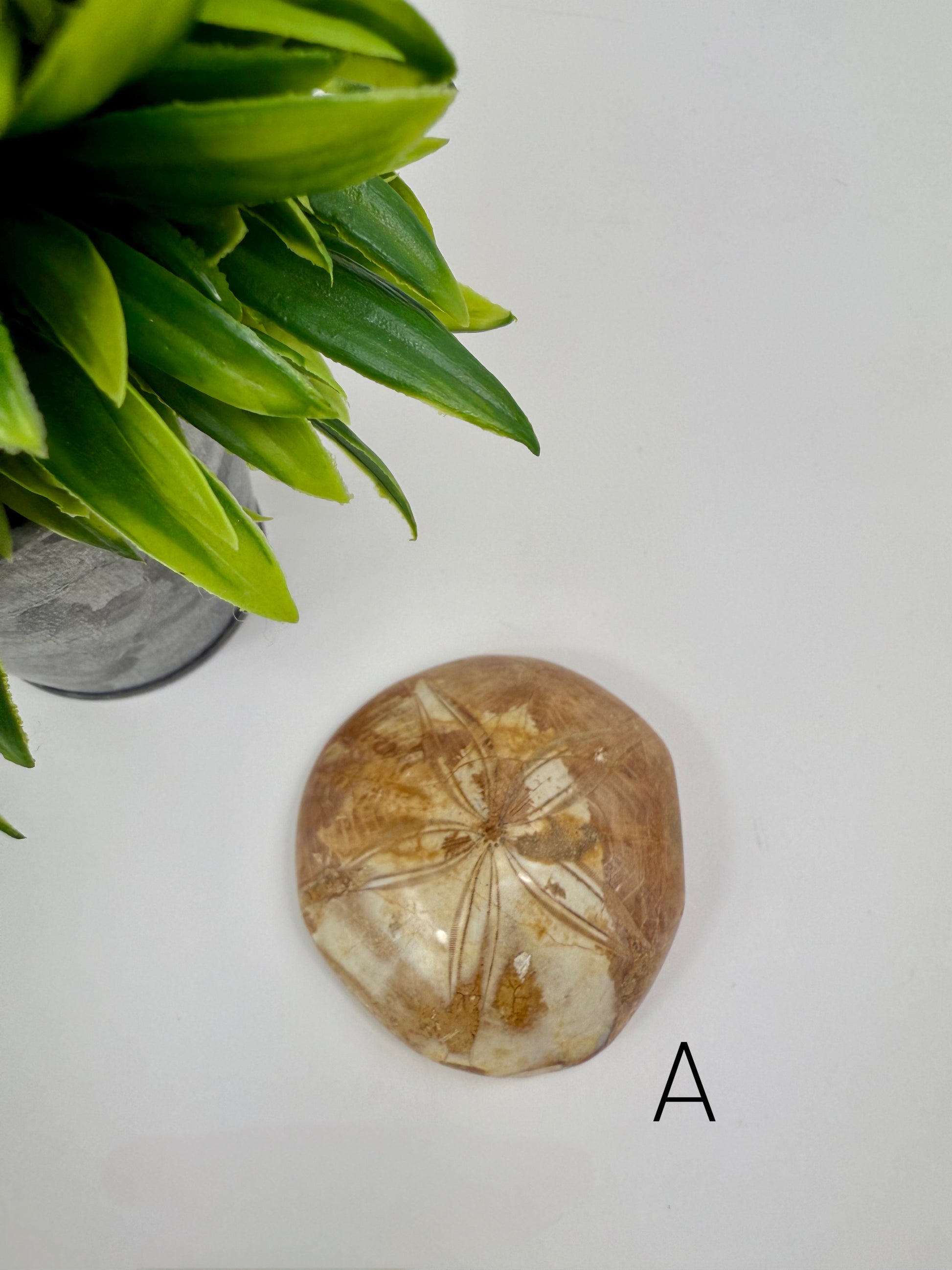 Sand Dollar Fossil - A