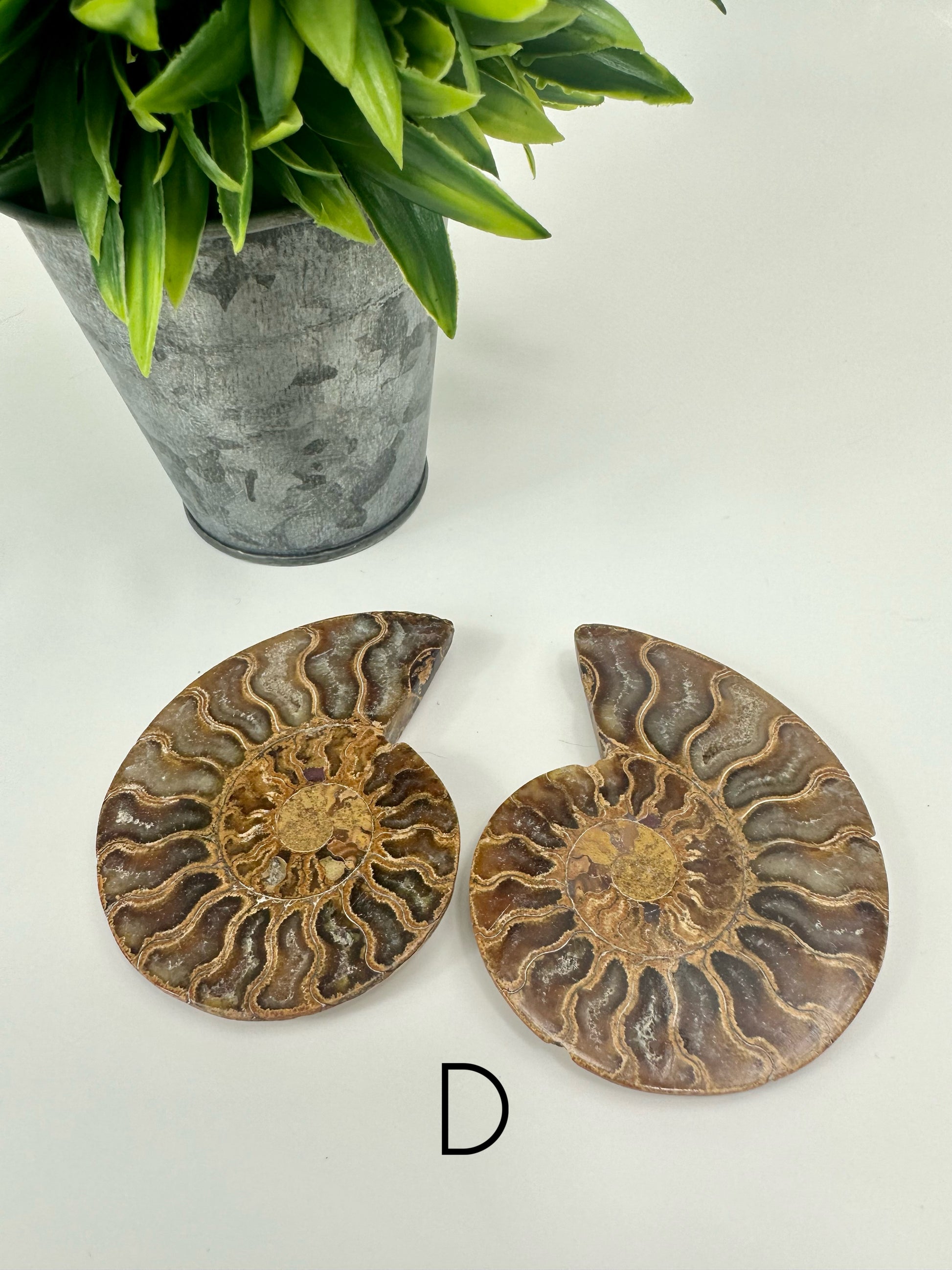 Ammonite Split Fossils Pair D