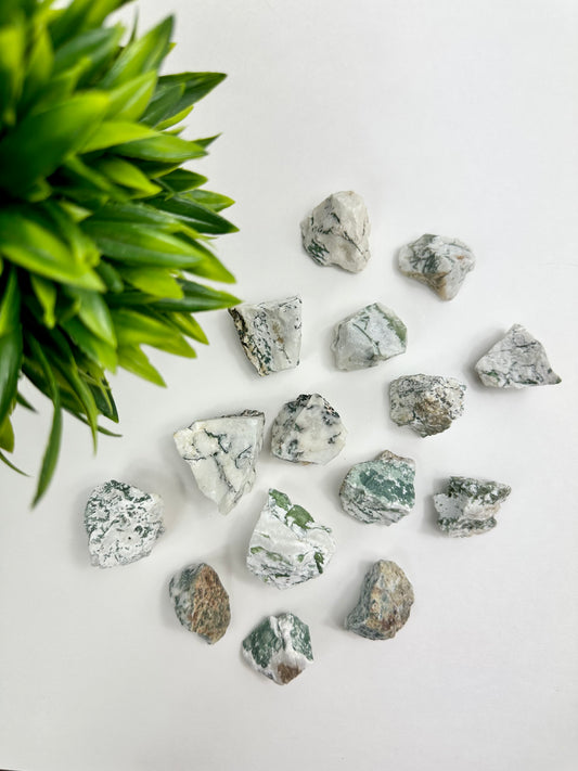 Tree Agate Raw Pieces