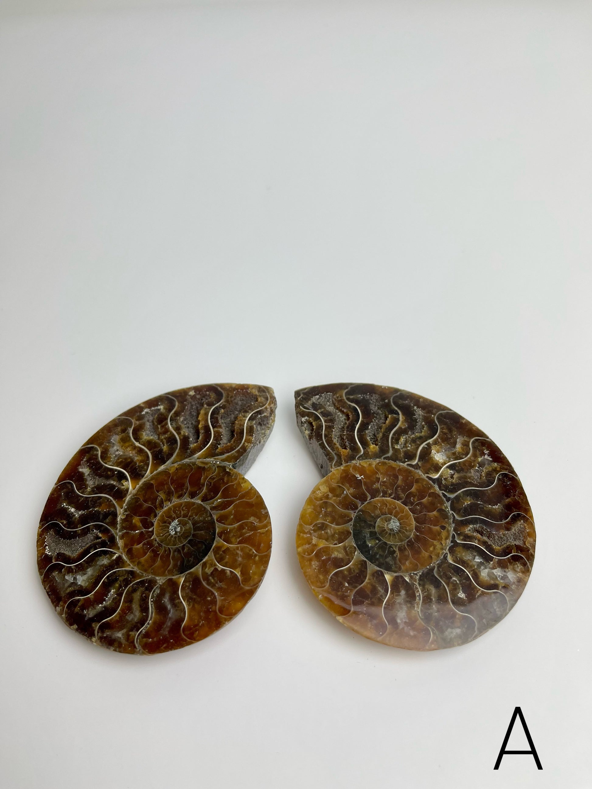Ammonite Split Fossils Pair A