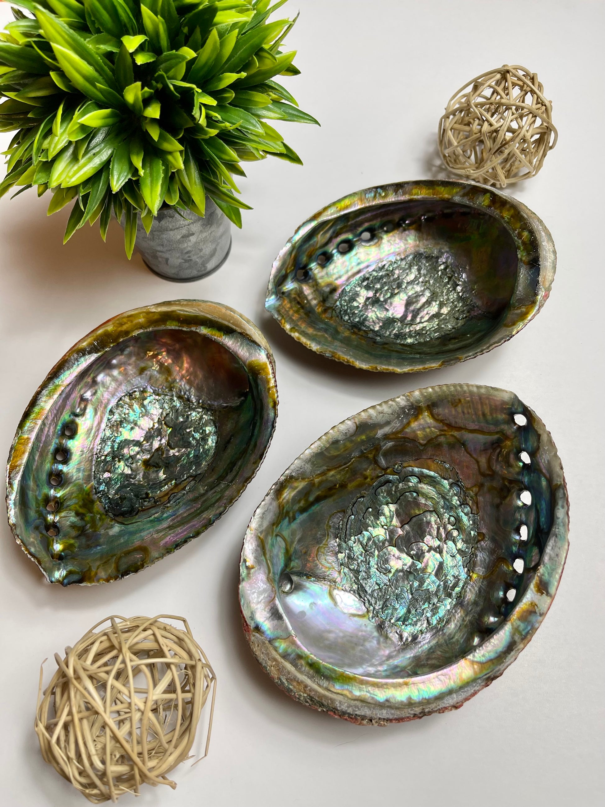 Three Abalone Shells