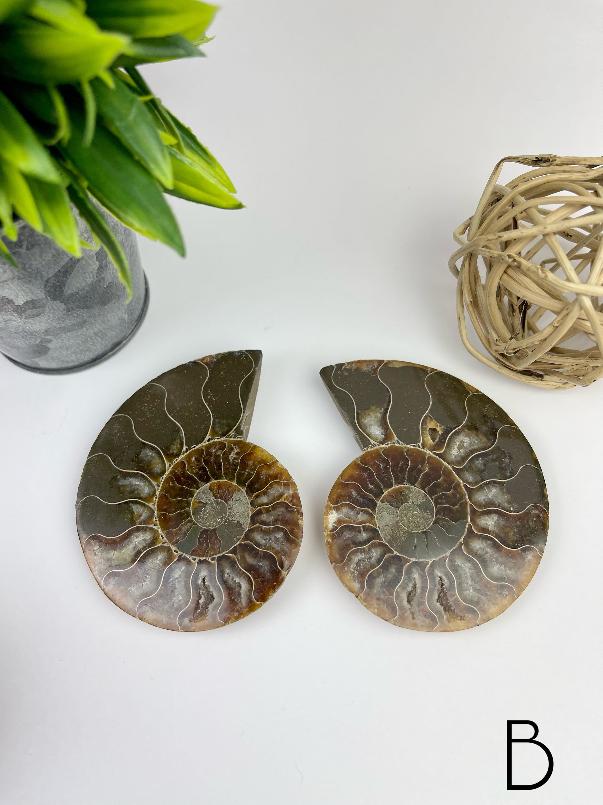 Ammonite Split Fossils Pair B