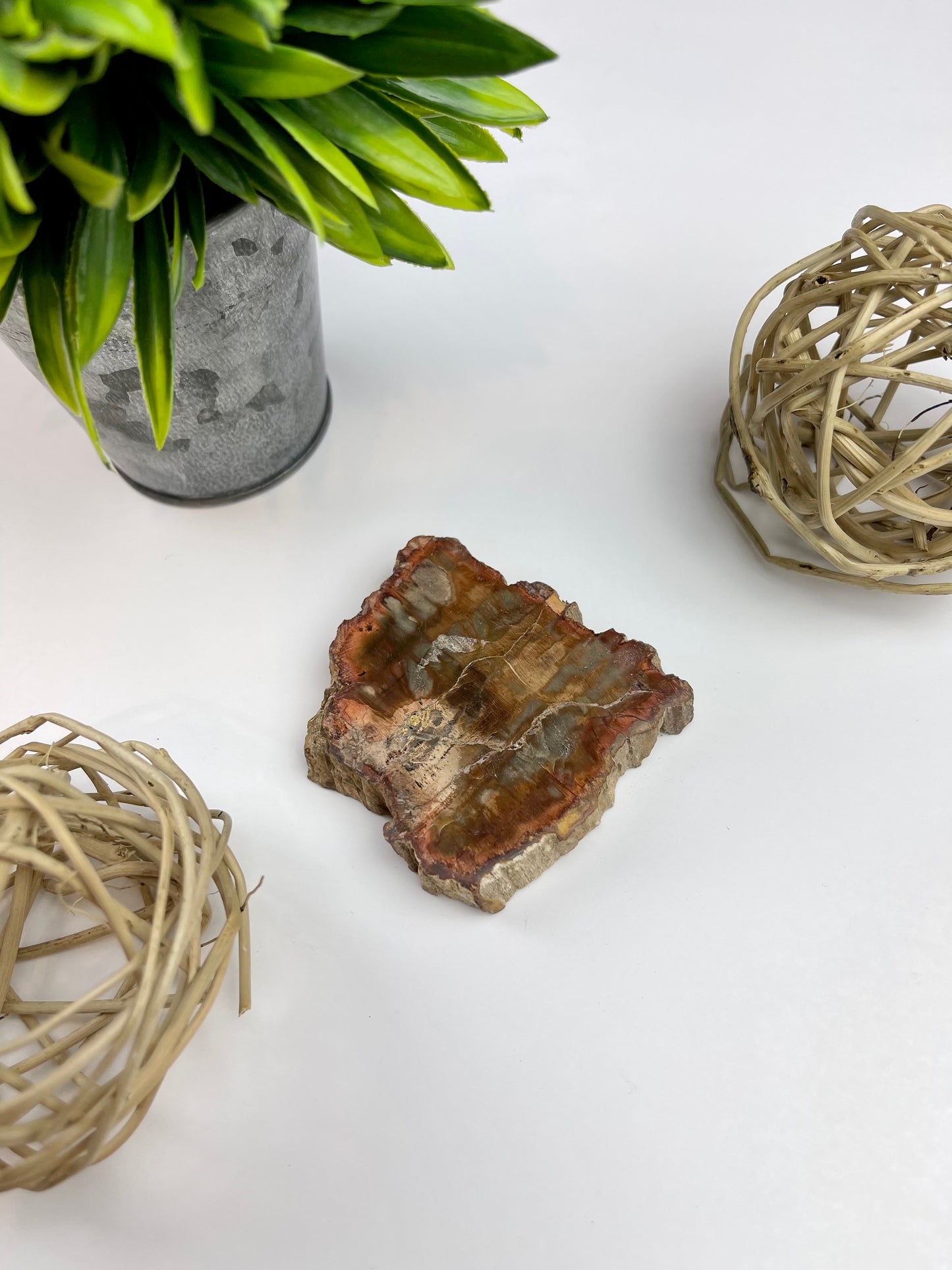 Petrified Wood Half Raw/Half Polished Slabs - Canadian Crystal Queens