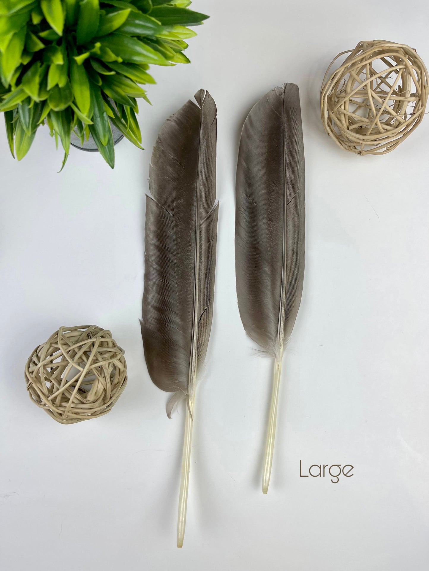 Large Goose Feathers