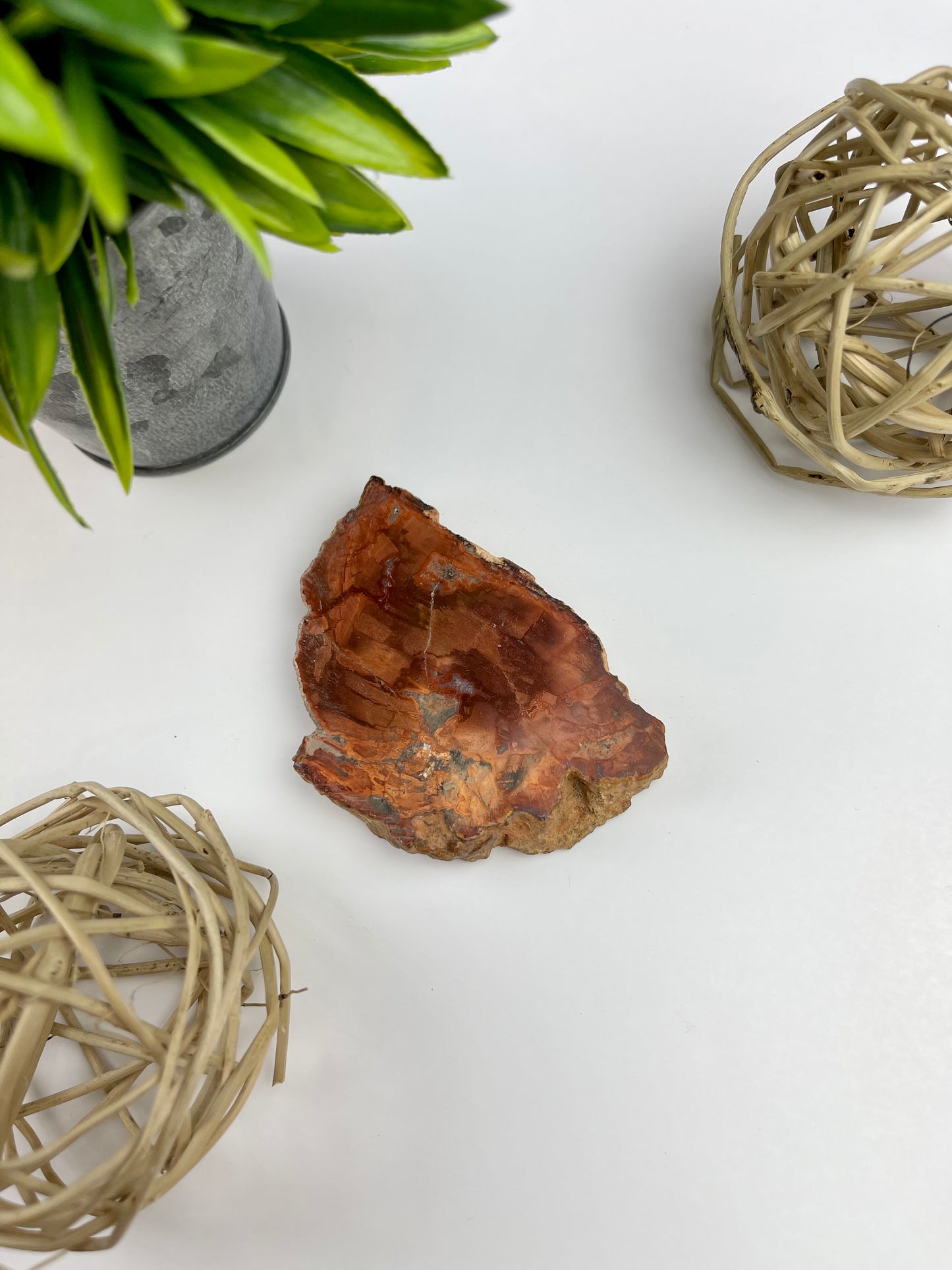 Petrified Wood Half Raw/Half Polished Slabs - Canadian Crystal Queens
