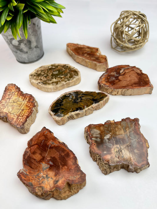 Petrified Wood Half Raw/Half Polished Slabs - Canadian Crystal Queens