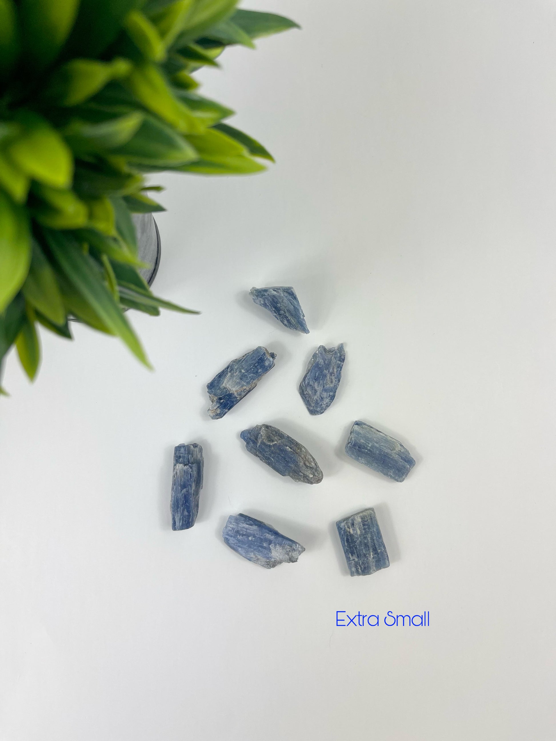 Extra Small Blue Kyanite Blades