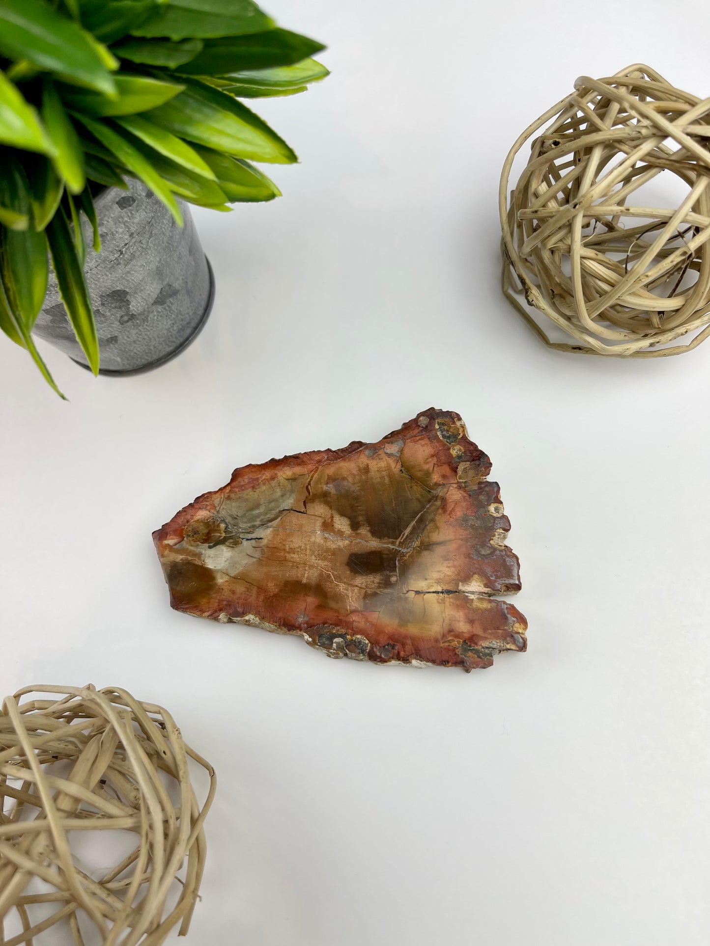 Petrified Wood Half Raw/Half Polished Slabs - Canadian Crystal Queens