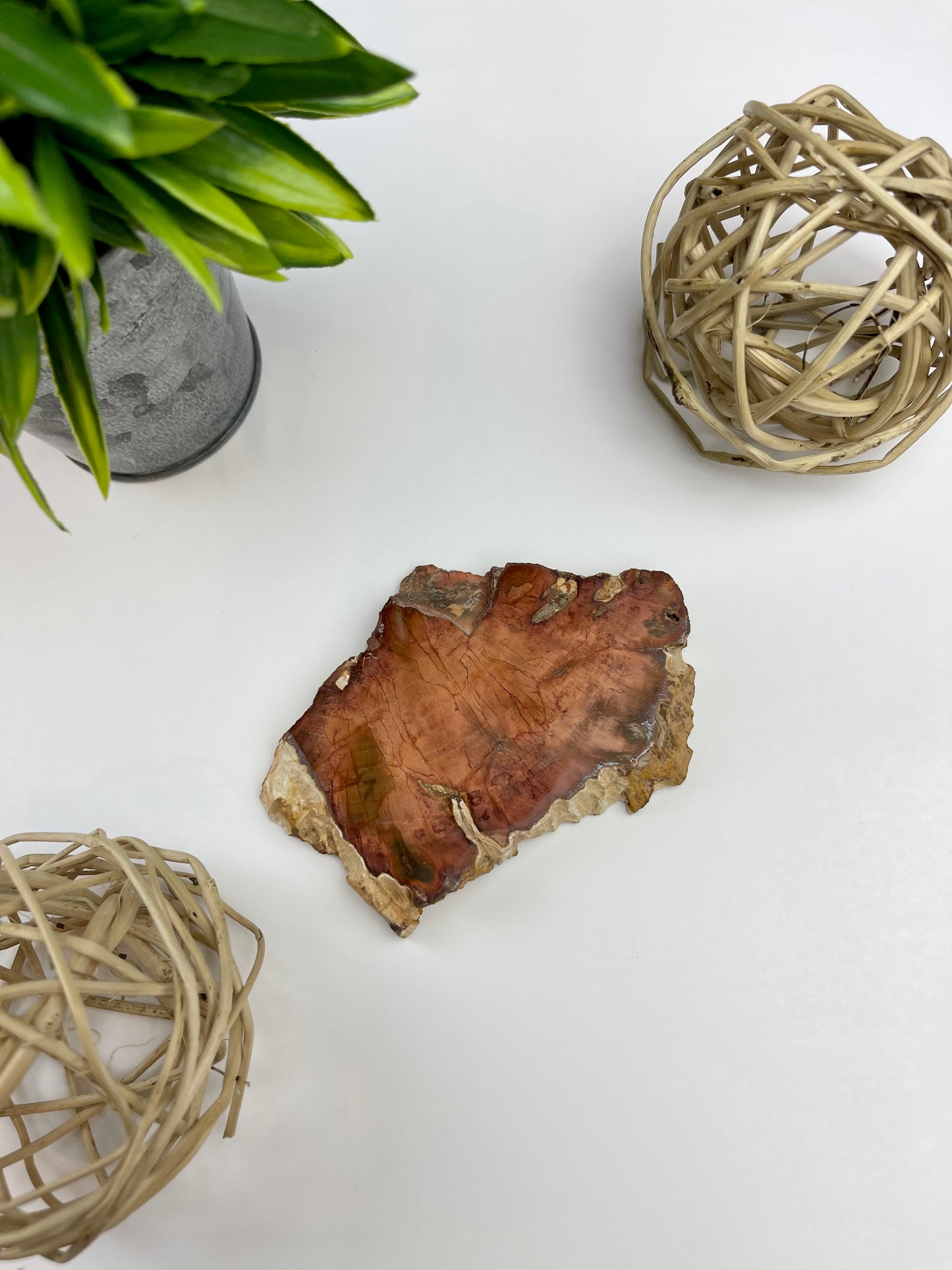 Petrified Wood Half Raw/Half Polished Slabs - Canadian Crystal Queens