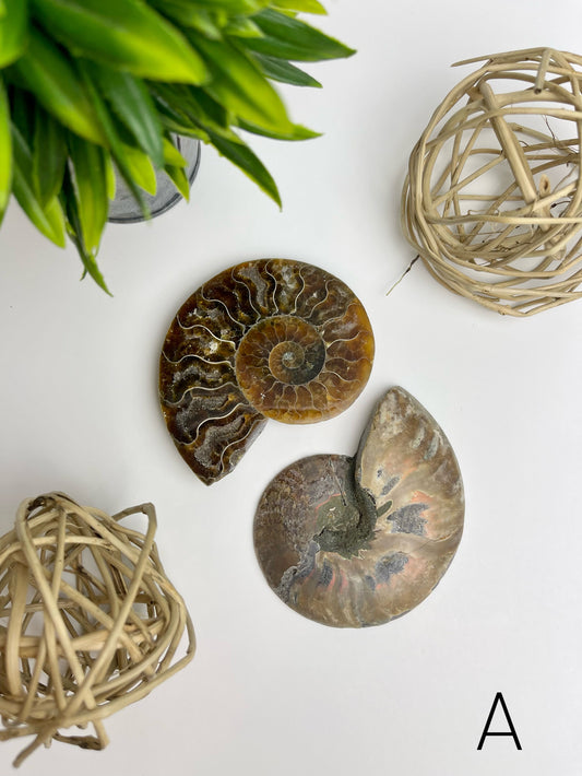 Ammonite Split Fossils Pair A