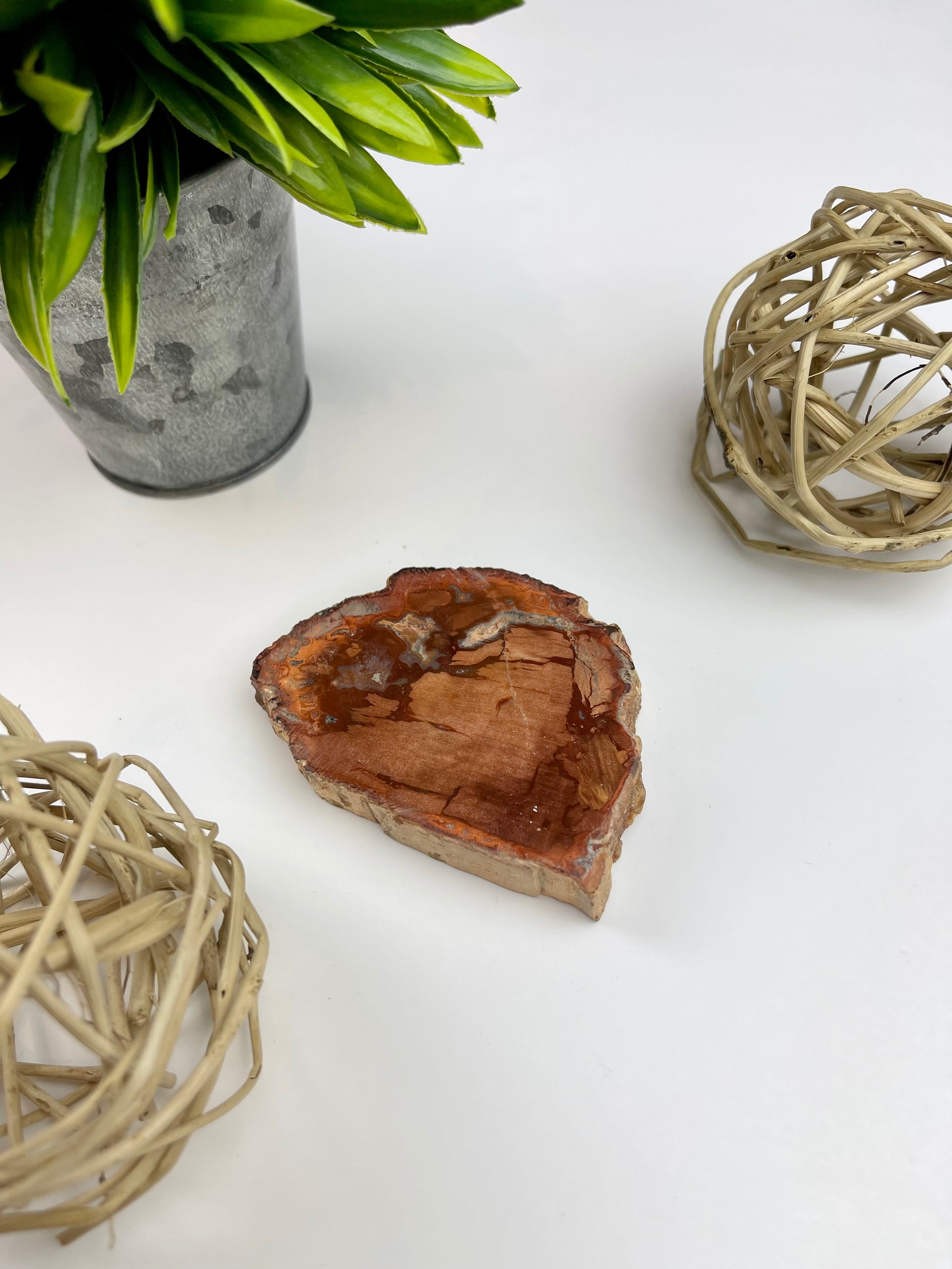 Petrified Wood Half Raw/Half Polished Slabs - Canadian Crystal Queens