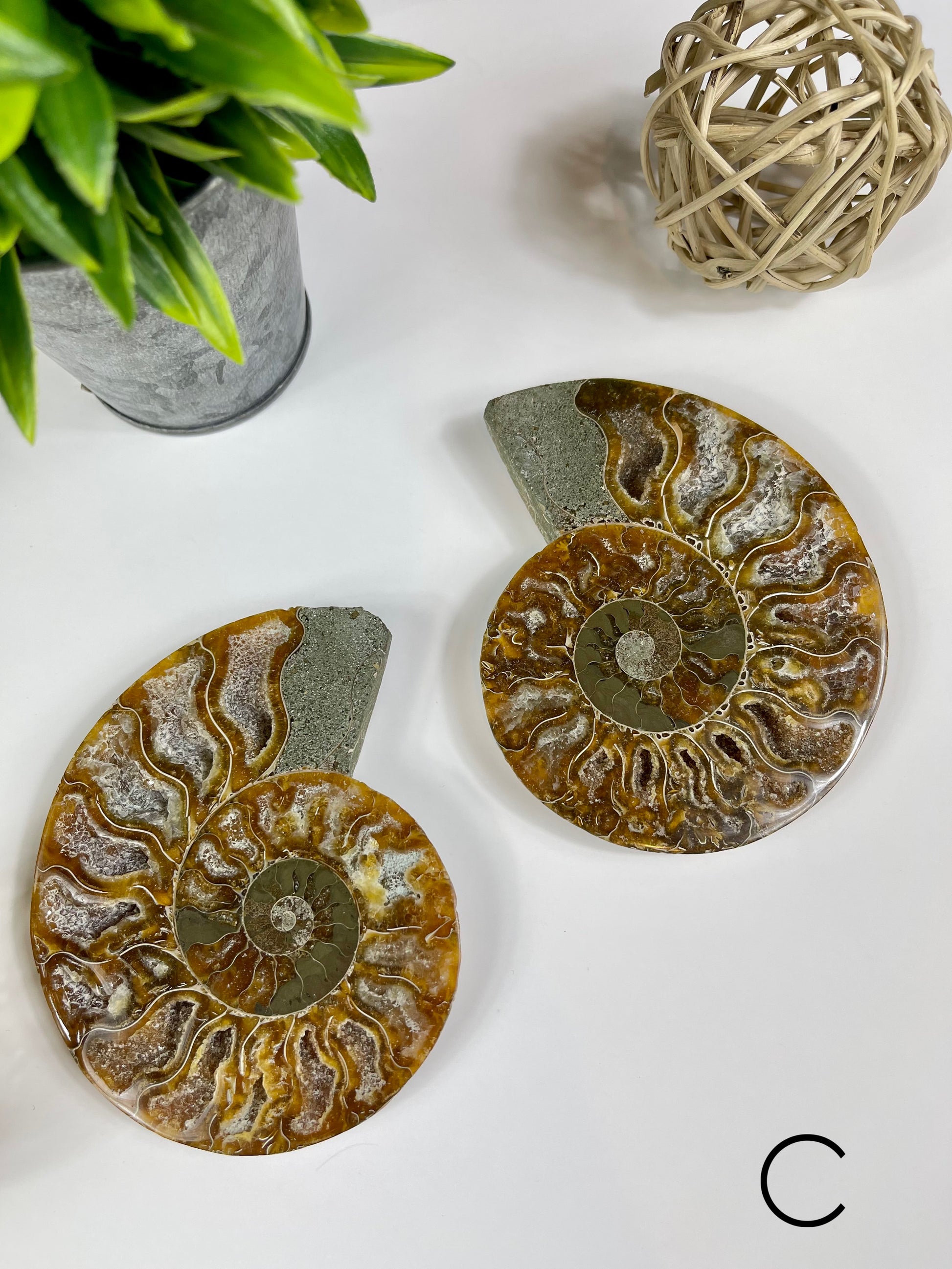 Ammonite Split Fossils Pair C