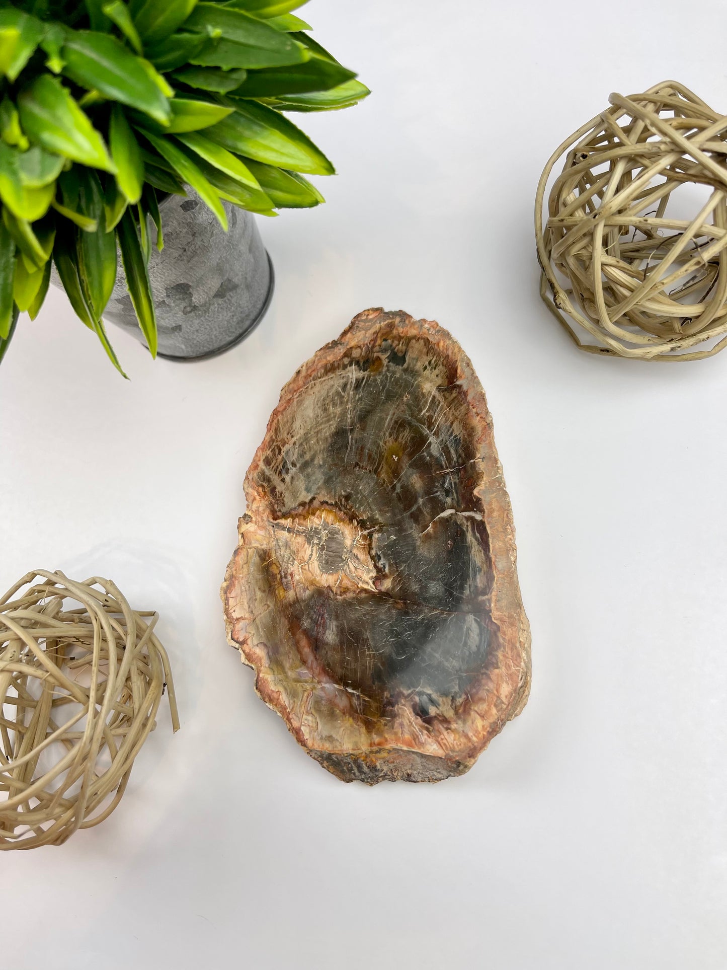 Petrified Wood Half Raw/Half Polished Slabs - Canadian Crystal Queens