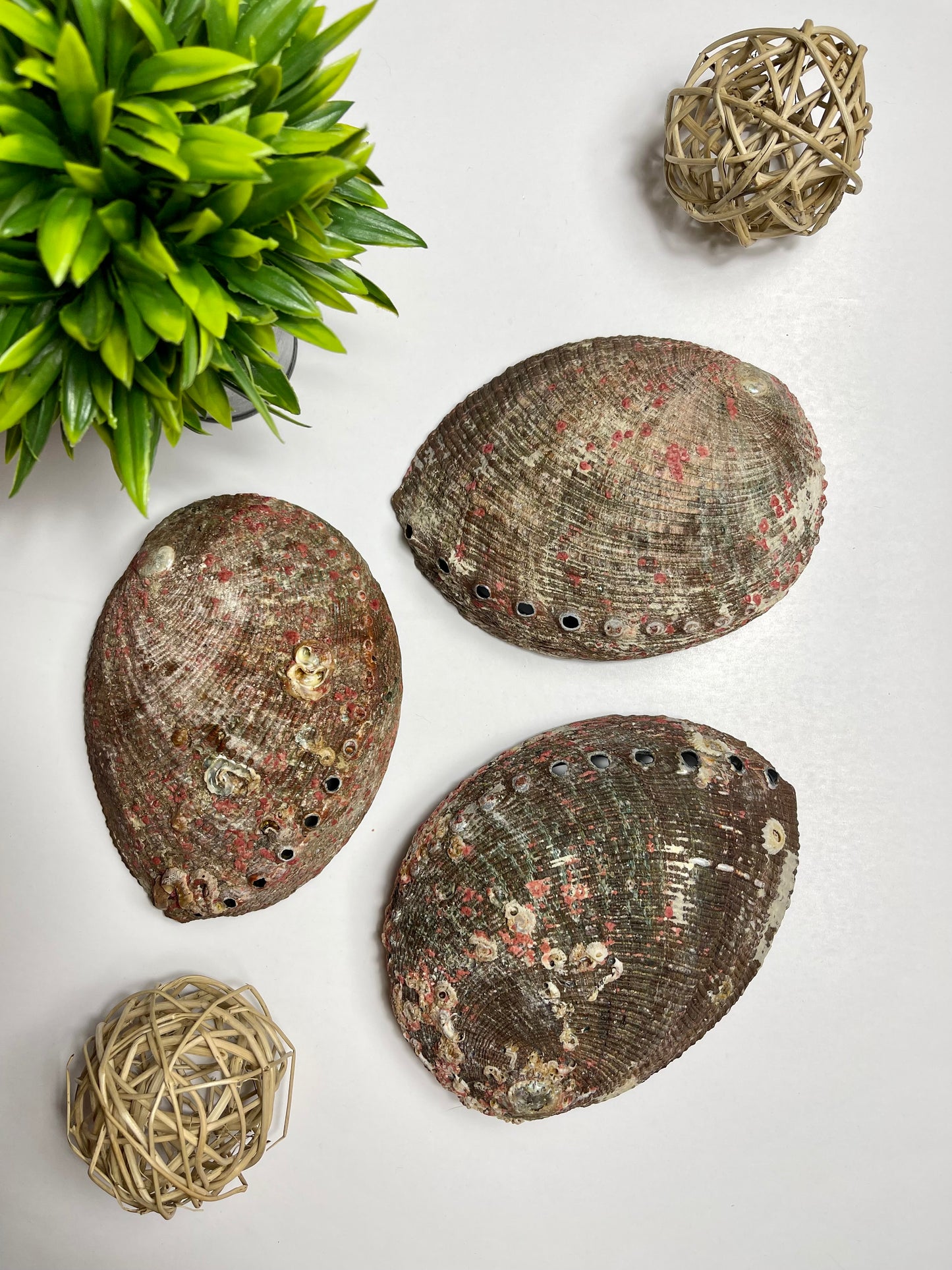 Three Abalone Shells
