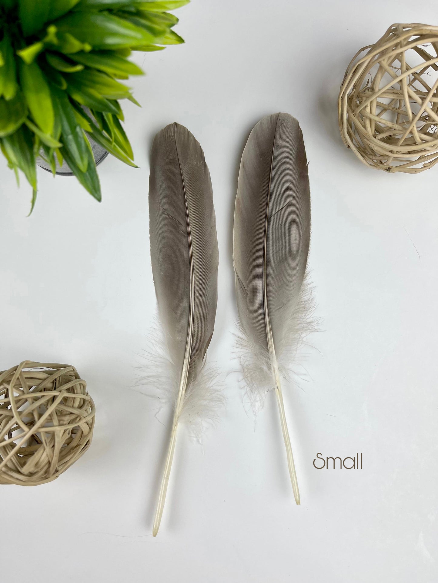 Small Goose Feathers